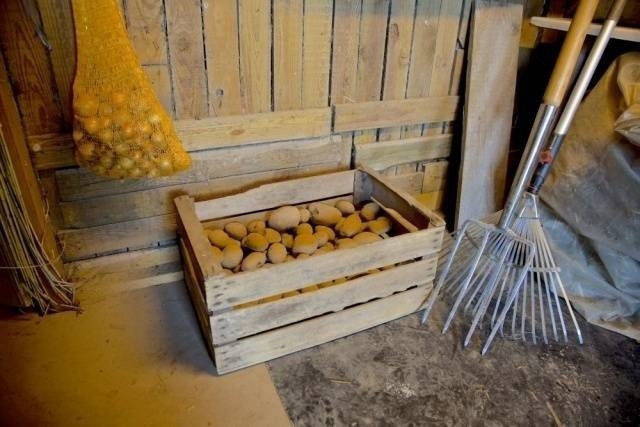 Ящики для хранения картофеля в погребе