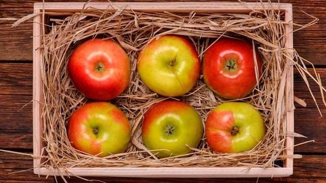 Правила хранения яблок в зимний период