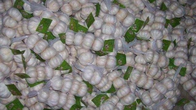 Китайский чеснок: фото, выращивание