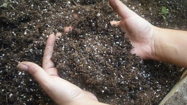 Выбор и подготовка грунта для посадки чеснока